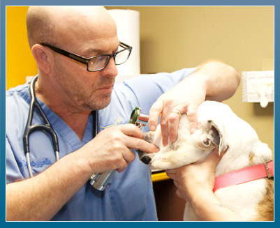 Pet Glaucoma Prevention
