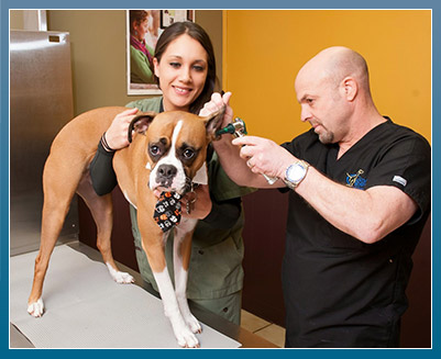 Health Care Services for Your Pet